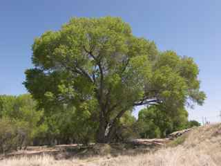 Plant Image