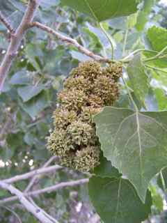 Plant Image