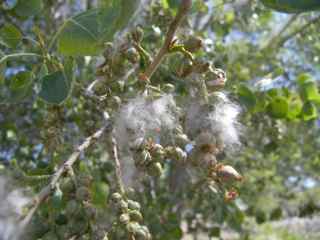 Plant Image