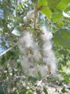 Plant Image