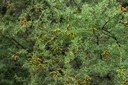Plant image