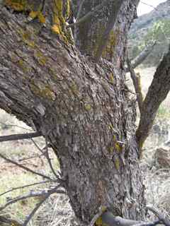 Plant Image
