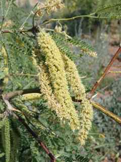Plant Image