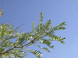 Plant Image