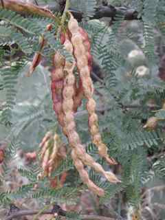 Plant Image