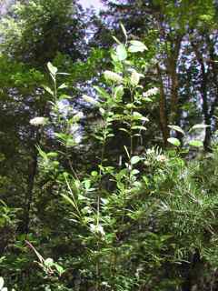 Plant image