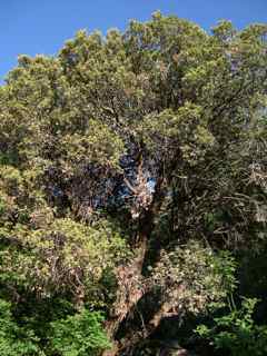 Plant image