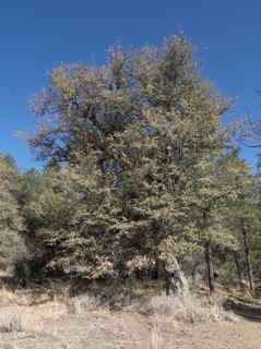 Plant image