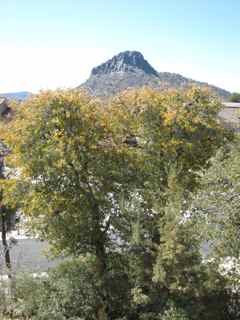 Plant image