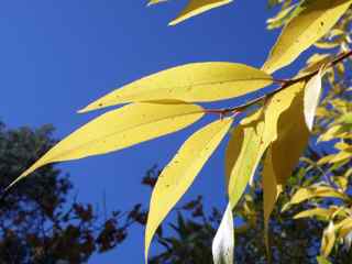 Plant Image
