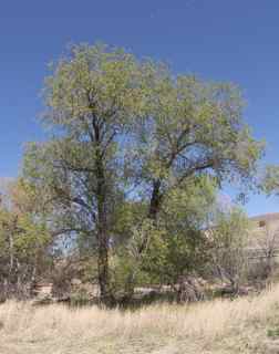 Plant Image