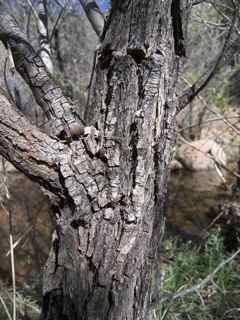 Plant Image