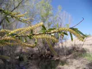 Plant Image