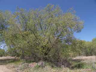 Plant image