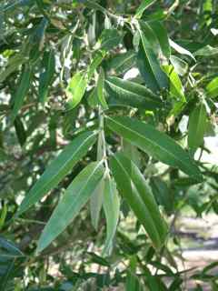 Plant Image