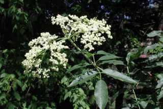 Plant Image