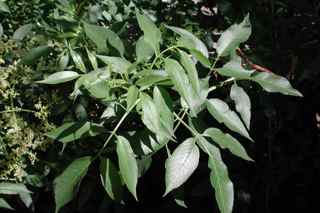 Plant Image