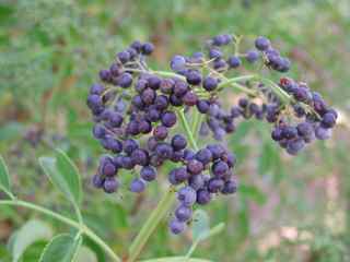 Plant Image