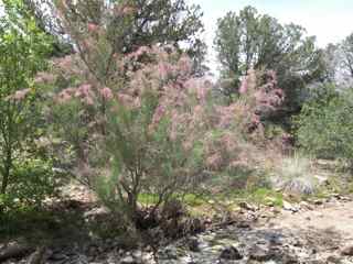 Plant image