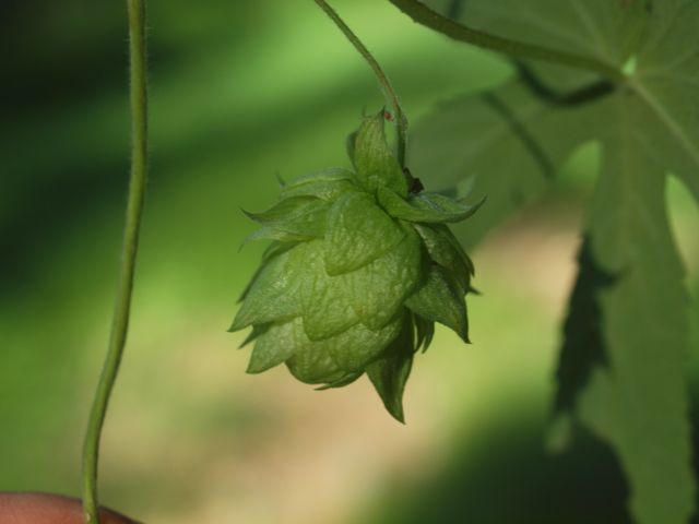 Plant 