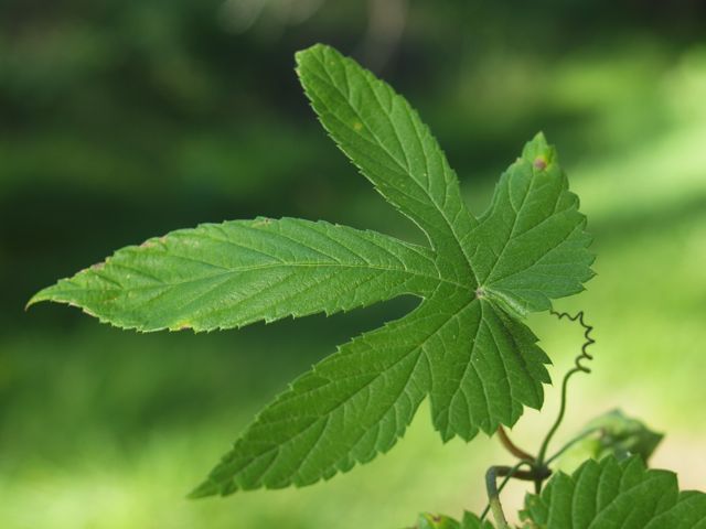Plant 