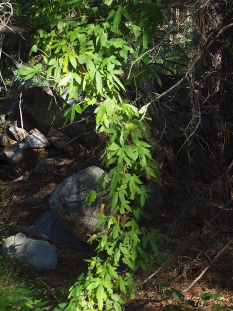 Plant image