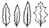 Toothed margin